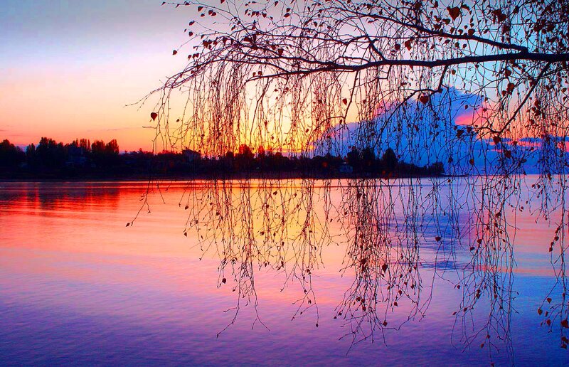 Tree Branches over Lake — Purple, Serene