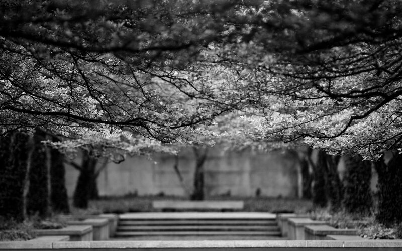 Tree Branches over Steps