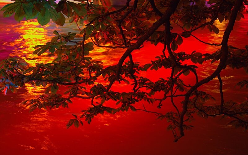 Tree Branches over Water — Red
