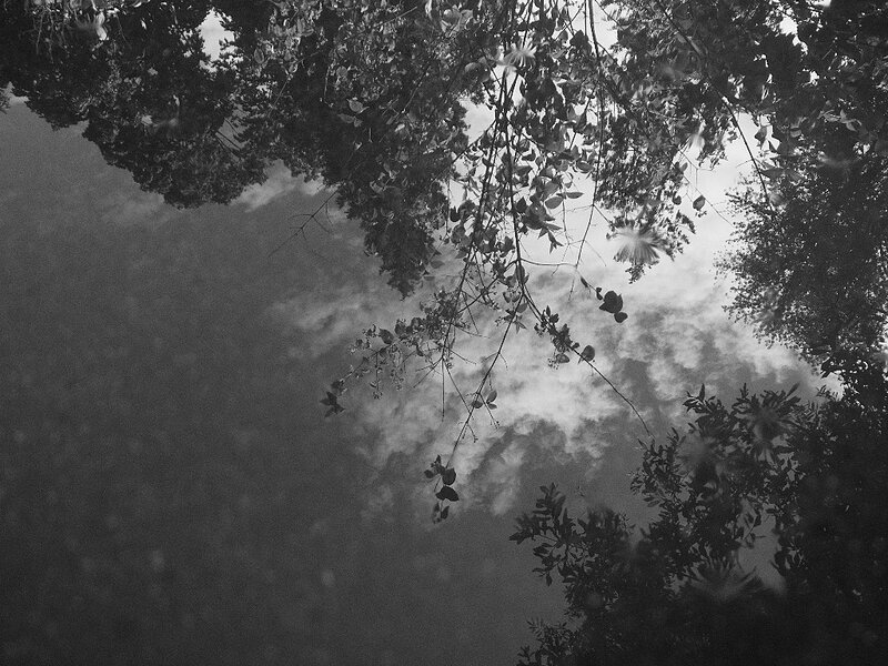 Tree Branches over Water
