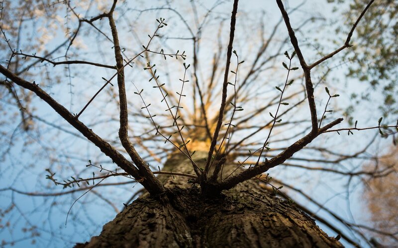 tree branches reaching sky