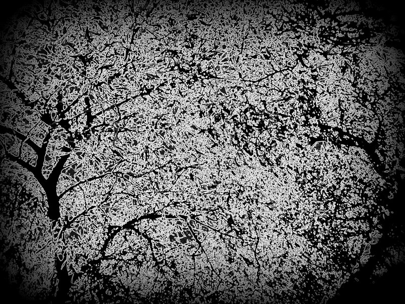 Tree Branches Silhouette — Black