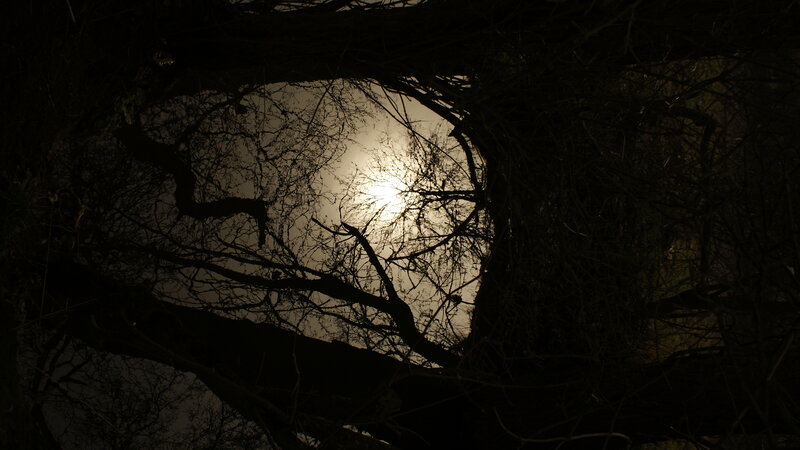 Tree Branches Silhouette