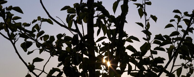 Tree Branches Silhouetted — Black