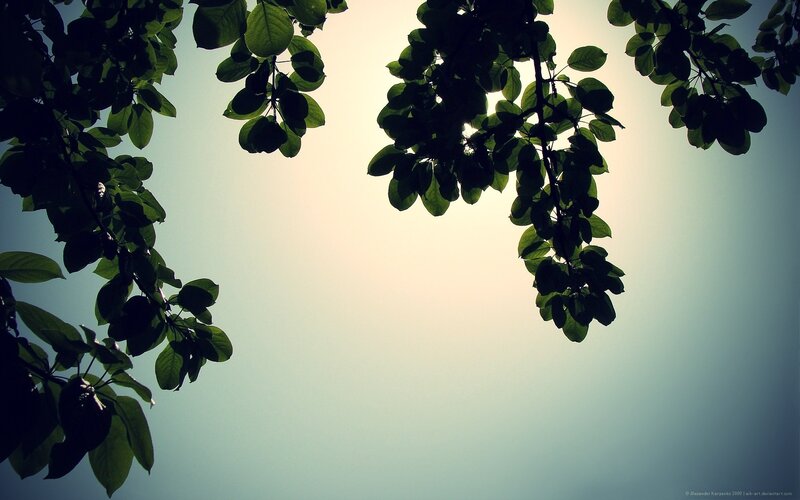 Tree Branches Silhouetted — Green