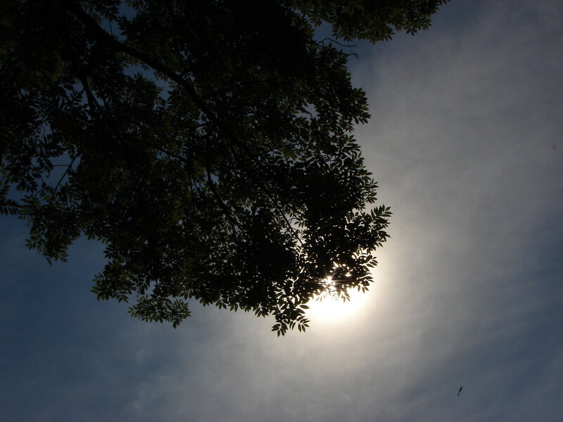 Tree Branches Silhouetted
