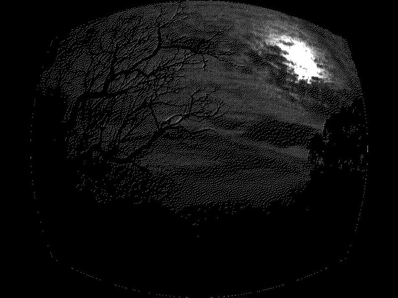 Tree Branches under Moonlight