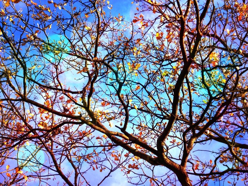 Tree Branches with Autumn Leaves — Blue
