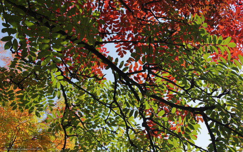Tree Branches with Autumn Leaves — Green