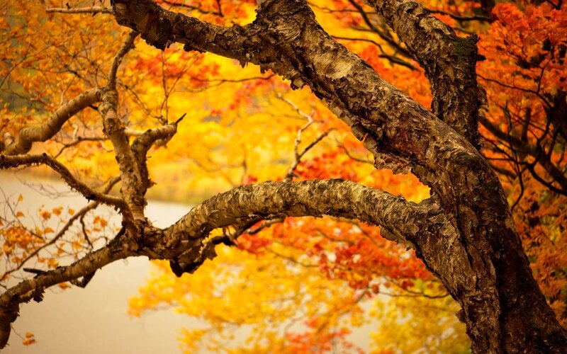 Tree Branches with Autumn Leaves — Orange