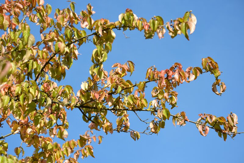 tree branches with autumn leaves
