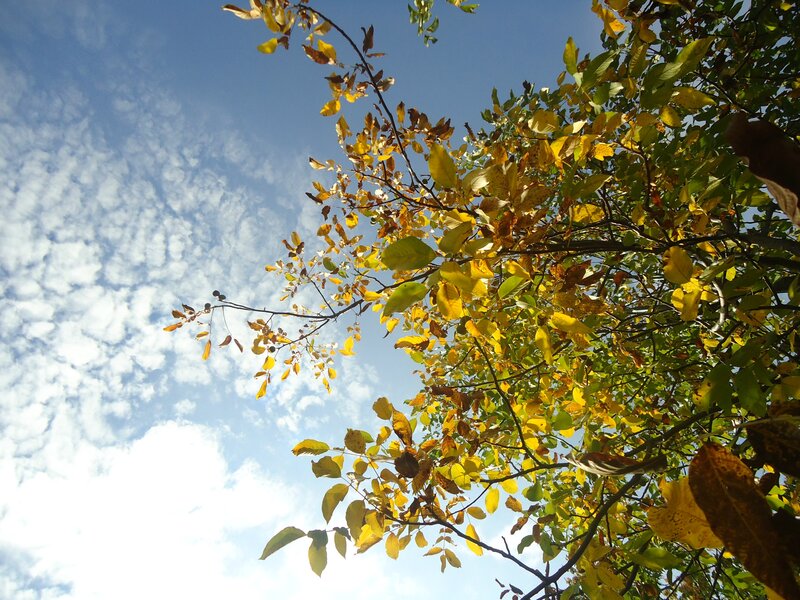 Tree Branches with Autumn Leaves — Yellow