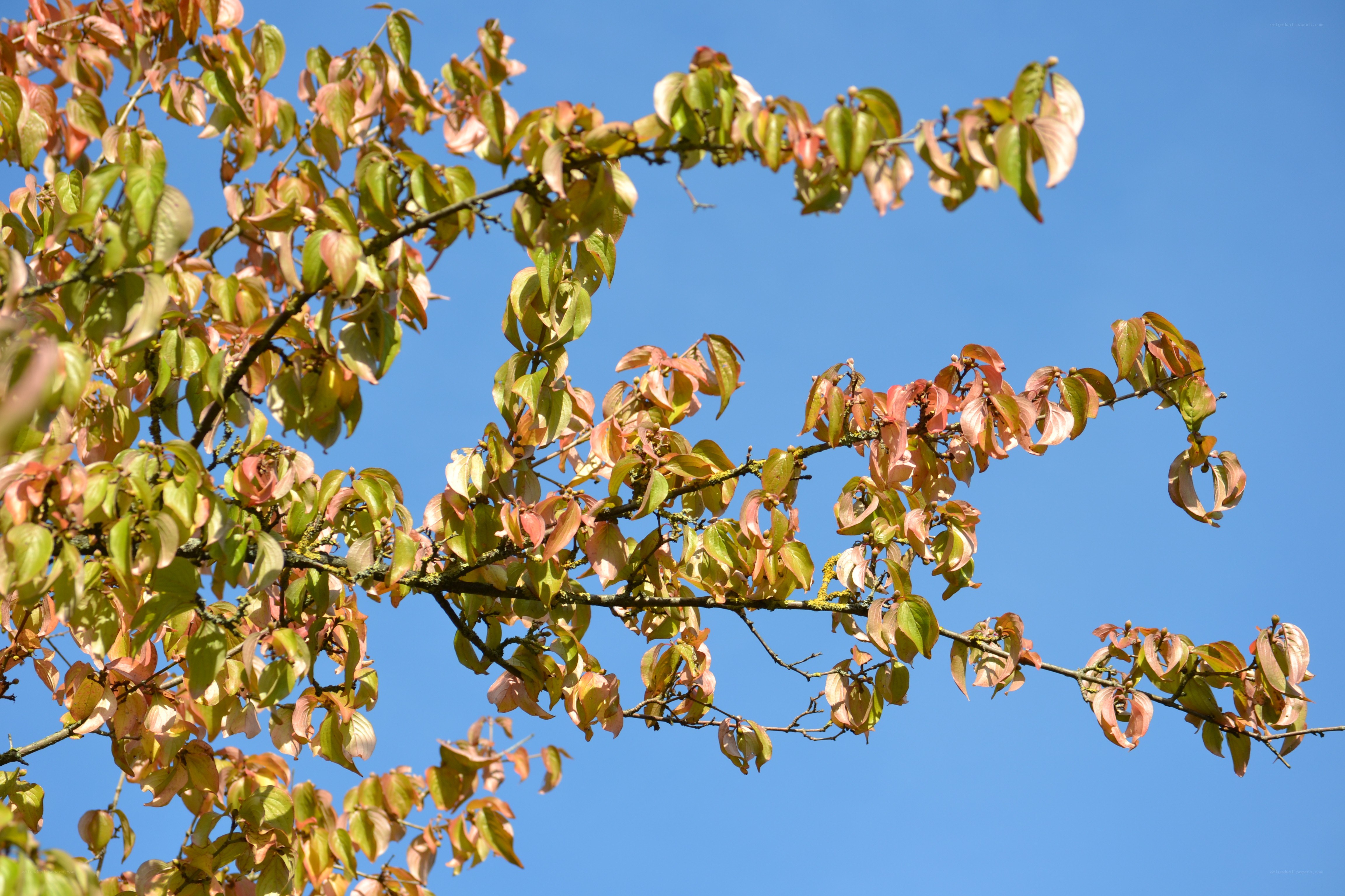 tree branches with autumn leaves