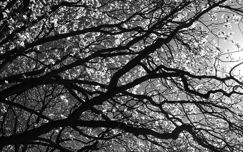 Tree Branches with Blossoms — Black, Serene