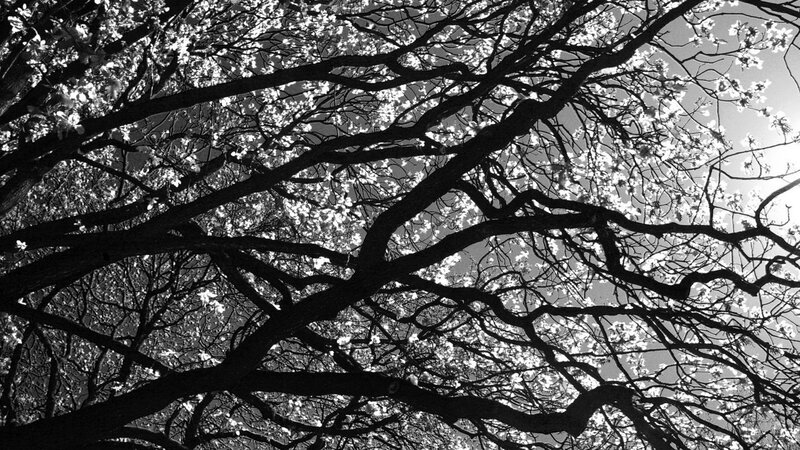 Tree Branches with Blossoms — Black