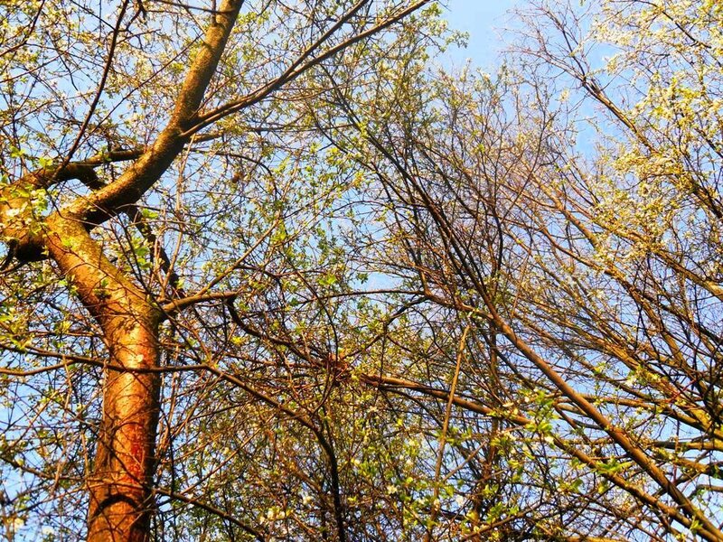 Tree Branches with Blossoms — Blue