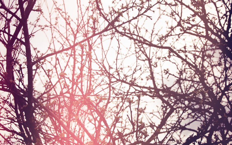 tree branches with budding leaves