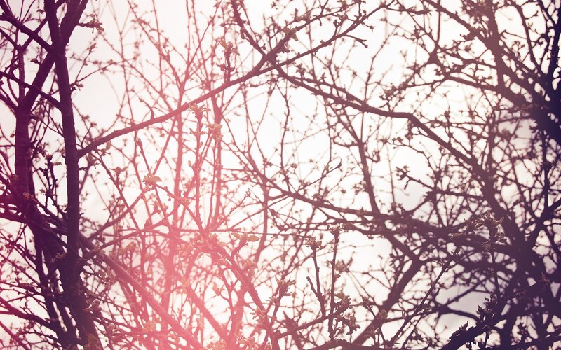 tree branches with budding leaves
