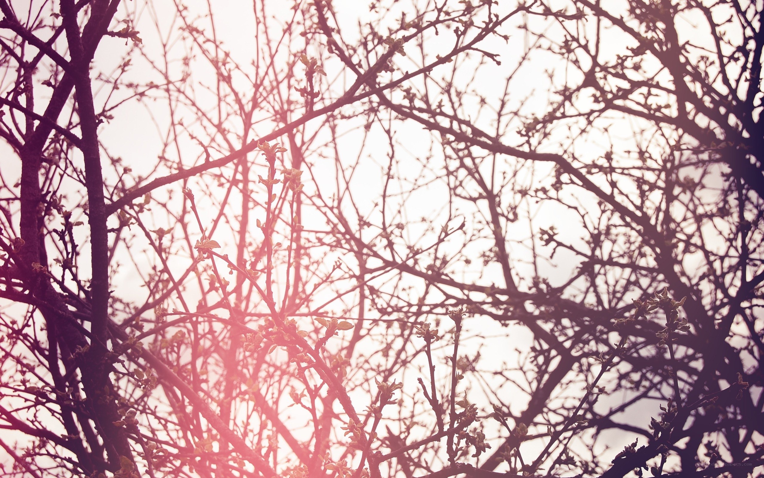 tree branches with budding leaves