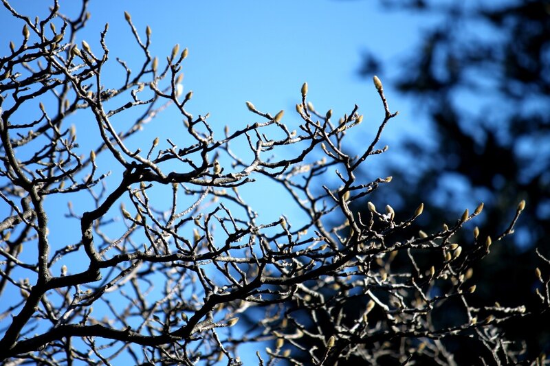 Tree Branches with Buds — Blue, Serene, Spring, Photograph