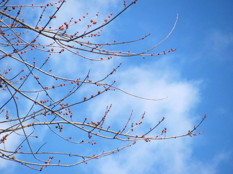 Tree Branches with Buds — Blue