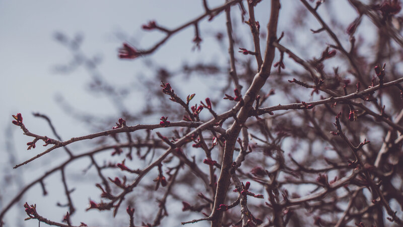 Tree Branches with Buds — Brown, Calm, Spring, Photograph