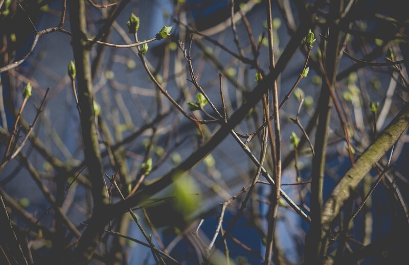 Tree Branches with Buds — Brown, Calm, Spring