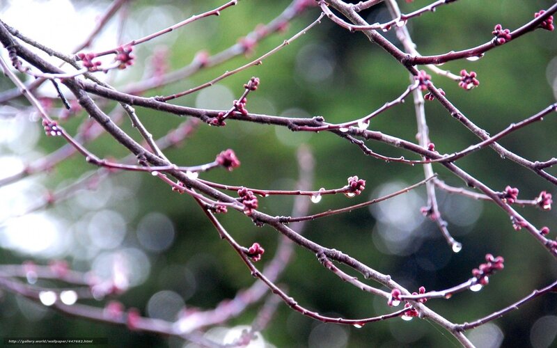 Tree Branches with Buds — Brown, Calm