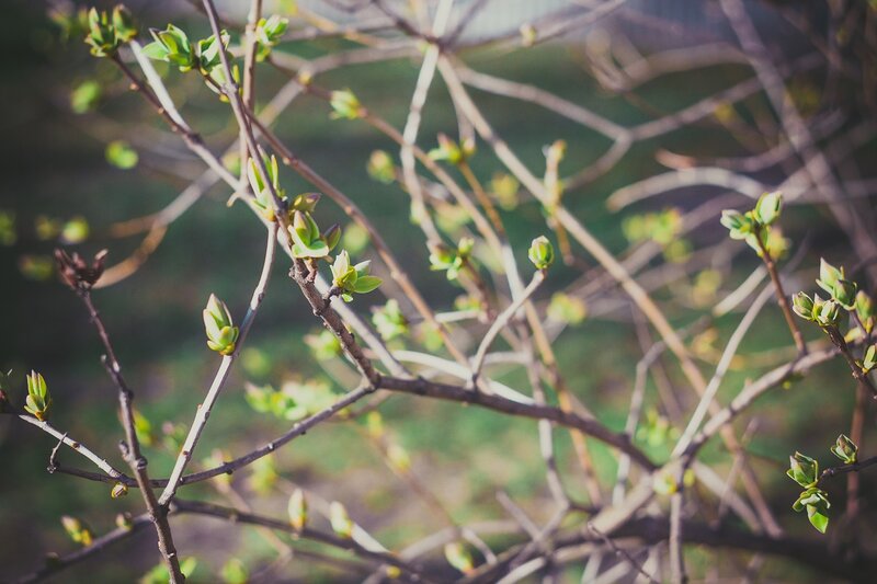 Tree Branches with Buds — Brown, Serene