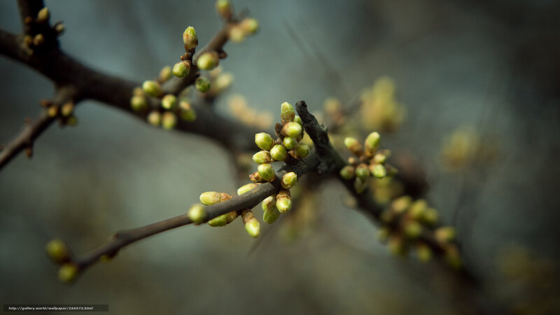 Tree Branches with Buds — Brown