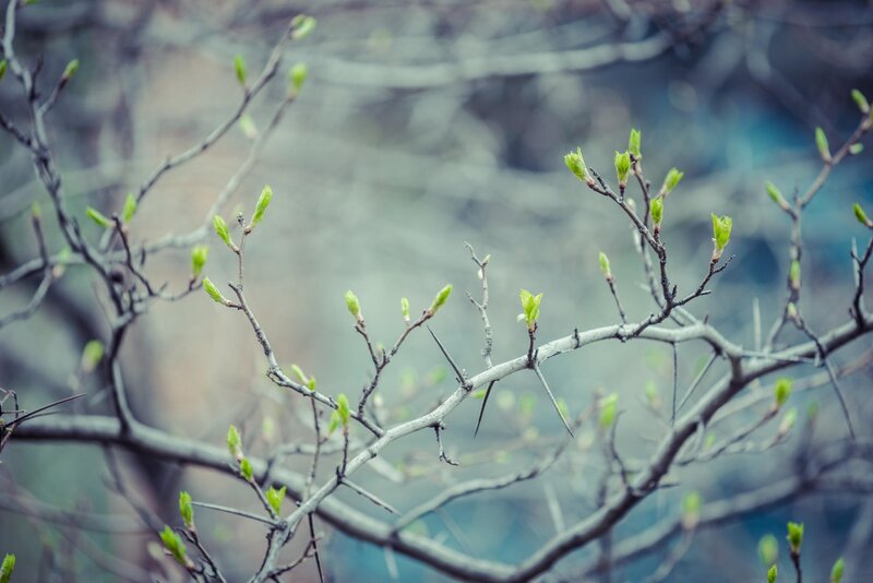 Tree Branches with Buds — Green