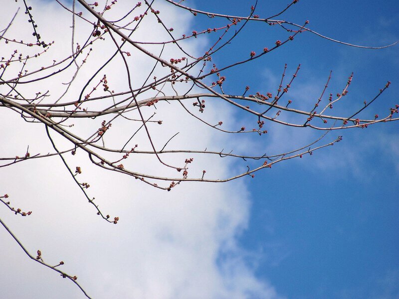 Tree Branches with Buds