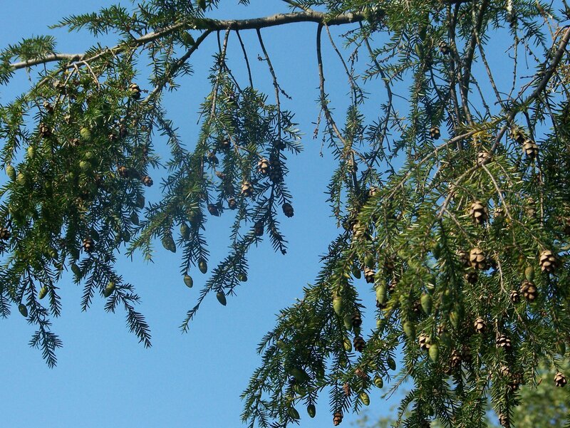 Tree branches with cones against blue sky