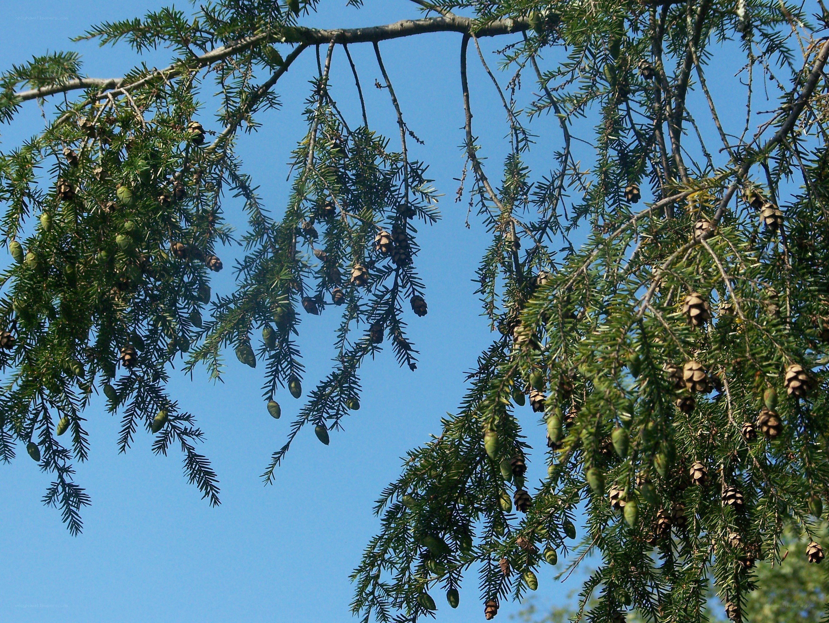 Tree branches with cones against blue sky