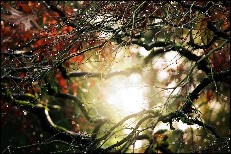 Tree Branches with Dew