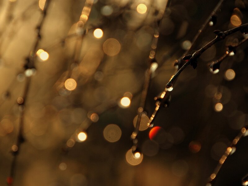 Tree Branches with Dewdrops