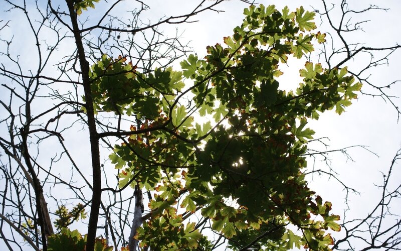 tree branches with green leaves