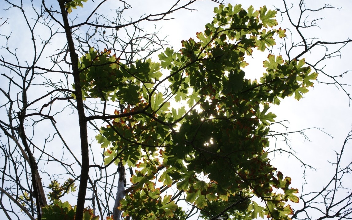 tree branches with green leaves