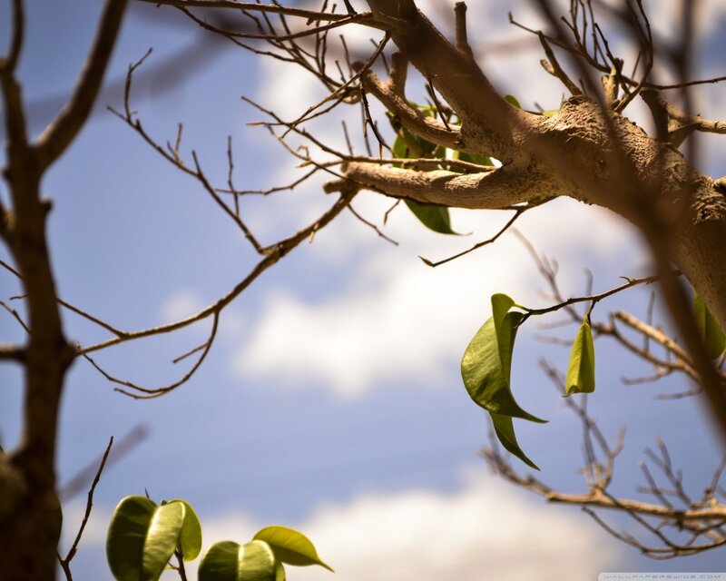 Tree Branches with Green Leaves — Serene