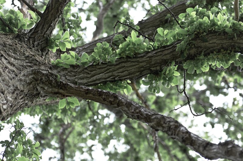 tree branches with green leaves