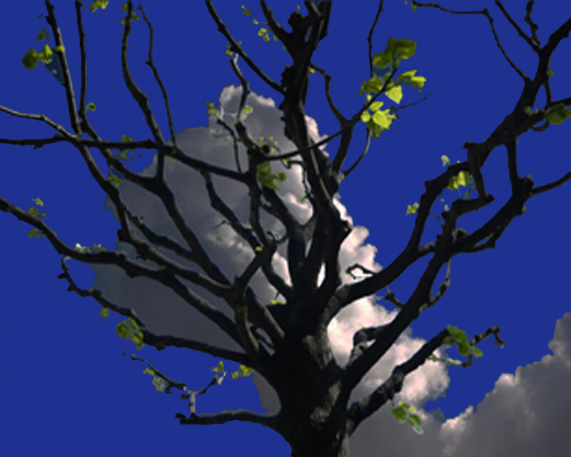 Tree Branches with Leaves — Blue, Dramatic