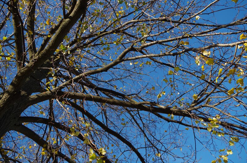 Tree Branches with Leaves — Blue, Serene