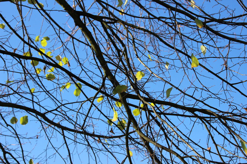 Tree Branches with Leaves — Blue