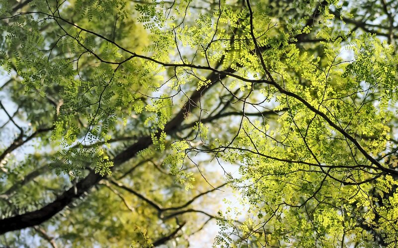 Tree Branches with Leaves — Green, Serene, Afternoon