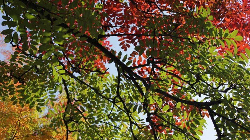 Tree Branches with Leaves — Green, Serene, Autumn