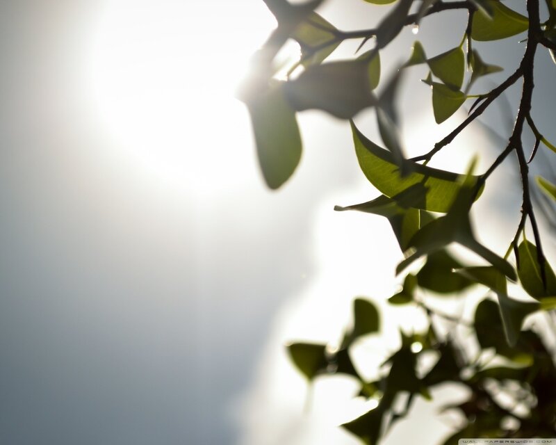 Tree Branches with Leaves — Green, Serene, Morning, Photograph, Sun