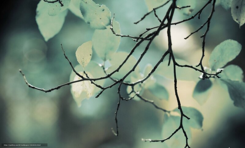 Tree Branches with Leaves — Green, Serene, Photograph, Bokeh