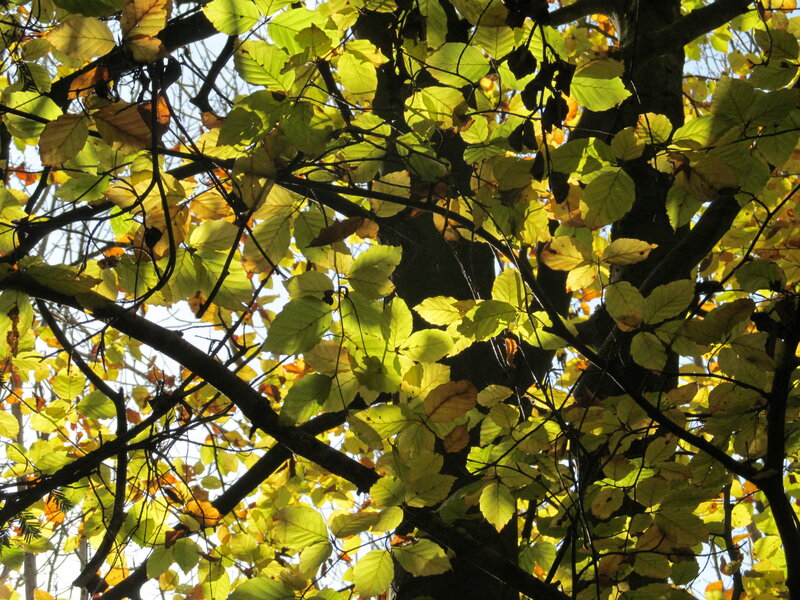 Tree Branches with Leaves — Green, Serene