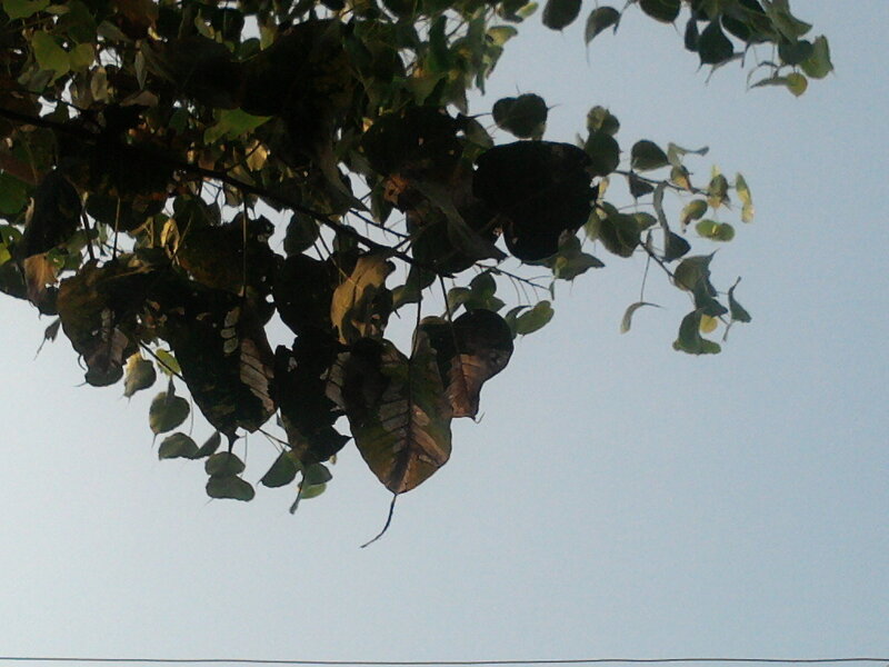 Tree Branches with Leaves — Green