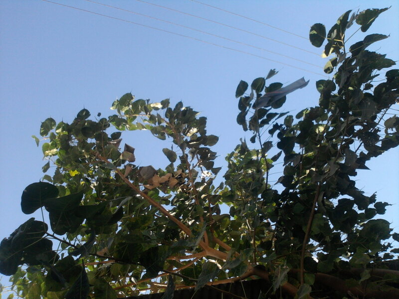 Tree Branches with Leaves